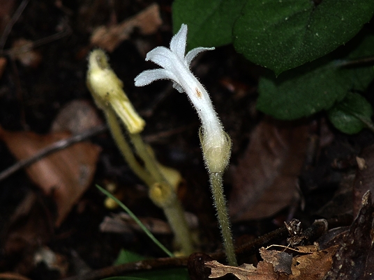 {Aphyllon uniflorum}